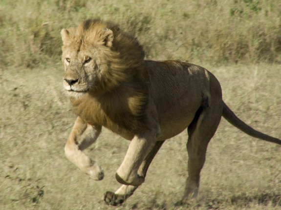 Should Trophy Hunting of Lions Be Banned? | Travel| Smithsonian Magazine