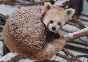 A red panda peeks out from snow-covered fur.
