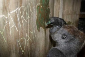 Baraka, a 16-year-old silverback western lowland gorilla, eats 