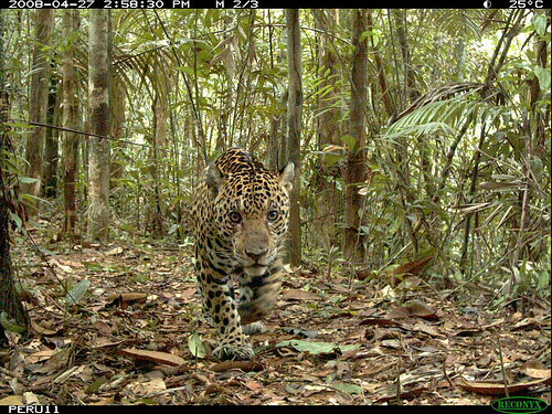 A lone jaguar captured by a camera on Barro Colorado Island, Panama, home to the Smithsonian Tropical Research Institute. (Courtesy of Jackie Willis.)