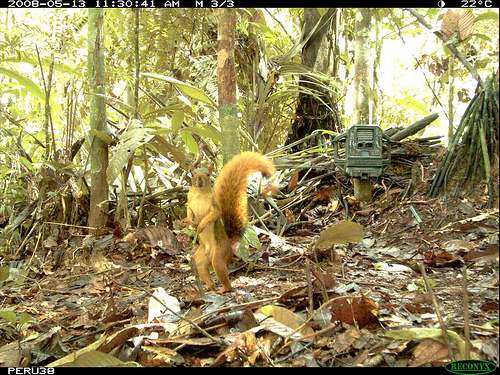 Gotcha! An Amazon Red Squirrel, a common site in Peru, appears to pose for the camera. (Courtesy of the National Zoo.)