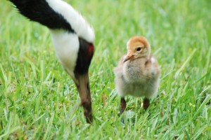 The new baby white-naped crane. Image Courtesy of the National Zoo.