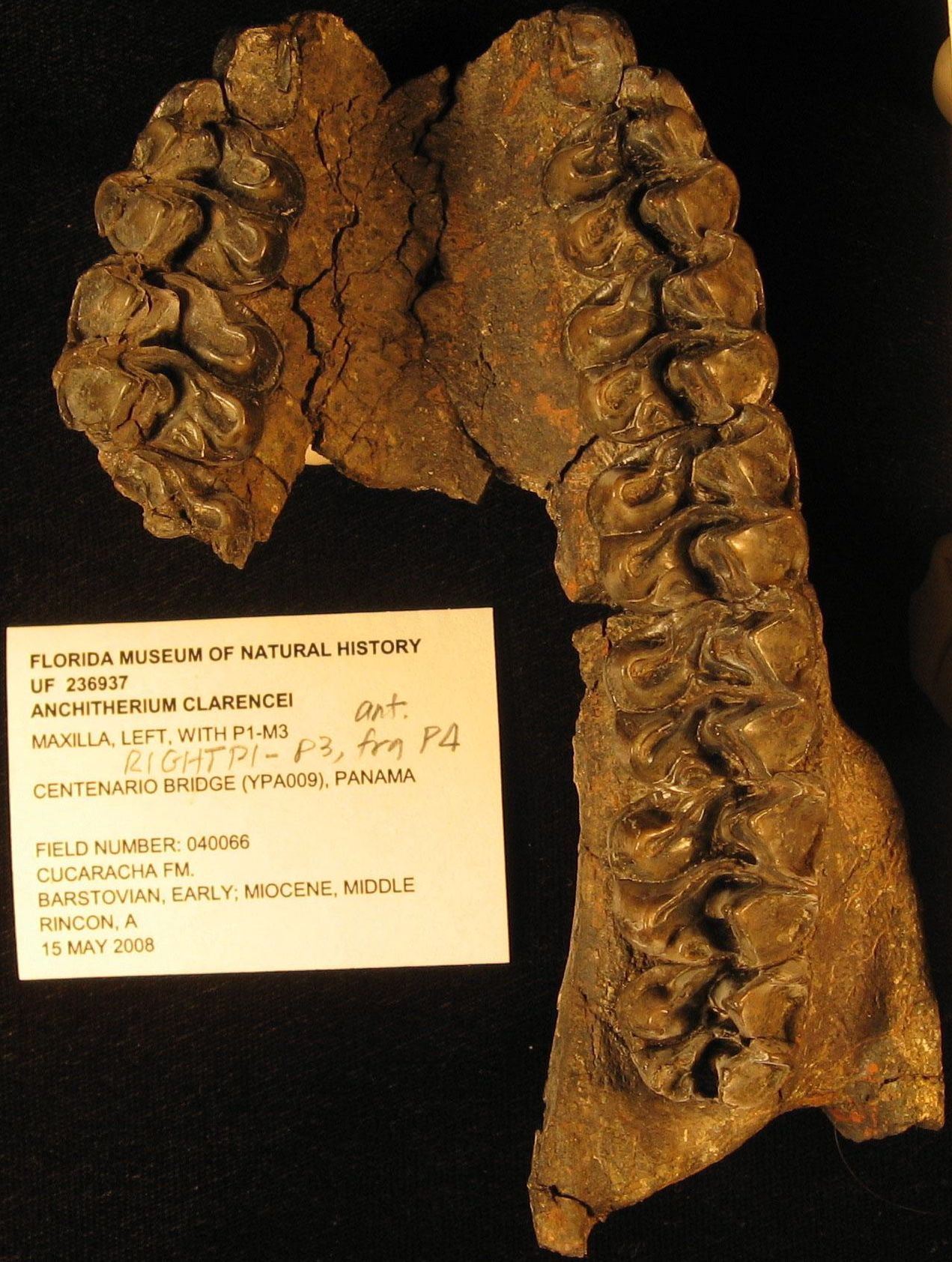 Teeth belonging to the three-toed browsing horse were unearthed in a Panama Canal widening site. Proof that the horse's range expanded from South Dakota to Panama 15-to-18 million years ago. (Courtesy of STRI.)