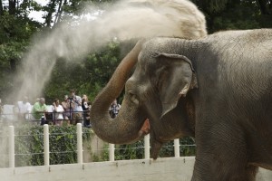 Ambika, the National Zoo's oldest Asian Elephant, demonstrates her dirt-throwing skills. Here, she covers her head and back with dirt to protect herself from the sun. Jessie Cohen, National Zoo