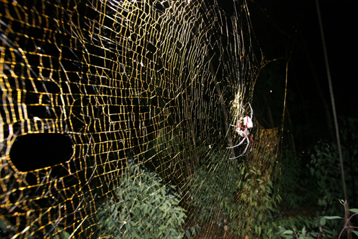 Check out the size of that web! Photo by M. Kuntner.