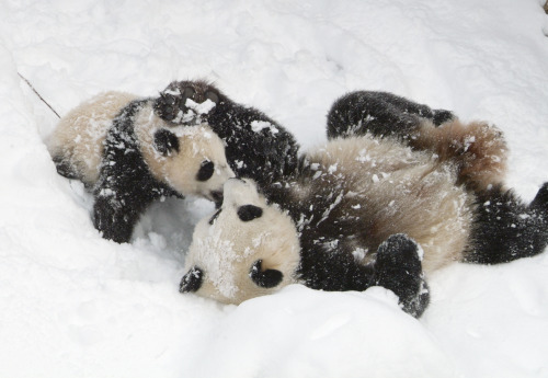 Pandas playing in the snow at the National Zoo. Photo by Ann Batdorf/NZP.
