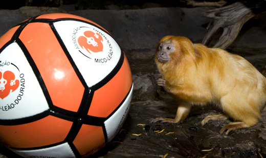 This Golden Lion Tamarin looks ready to go for the ball at the National Zoo. Photo by Mehgan Murphy.