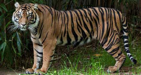 Sumatran Tiger Damai