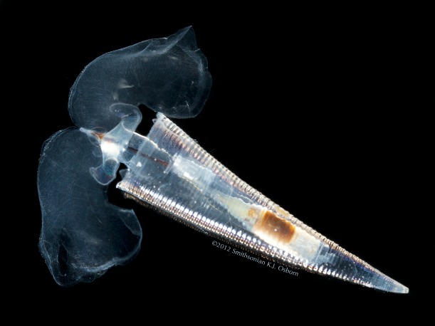 Bugle-shell pteropod