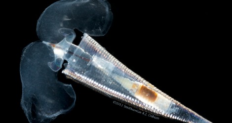 Bugle-shell pteropod thumb