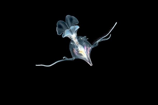 Fleshy pteropod