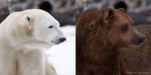 http://blogs.smithsonianmag.com/artscience/files/2013/10/Polar-Bear-and-Grizzly-Bear.jpg