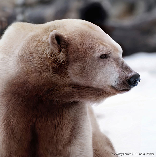 Polar-Bear-and-Grizzly-Hybrid-Nickolay-Lamm.jpg