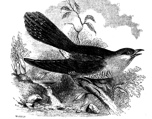 cuckoo bird