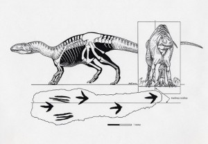 A theropod trackway showing the palms-down "manus strike." Image courtesy of Michael Skrepnick.