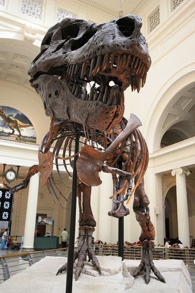 http://blogs.smithsonianmag.com/dinosaur/files/2010/08/Sue-Field-Museum.jpg