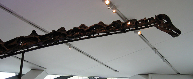 ROM-Barosaurus.jpg