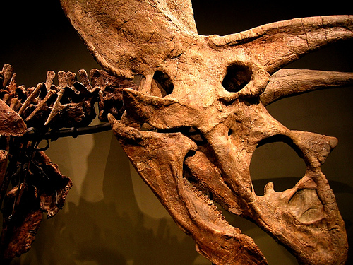 titanoceratops-skull-sam-noble.jpg