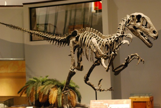 http://blogs.smithsonianmag.com/dinosaur/files/2011/02/utahraptor-skeleton.jpg