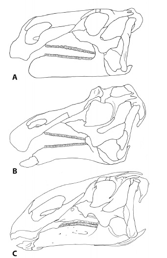 hadrosaur-skulls.jpg