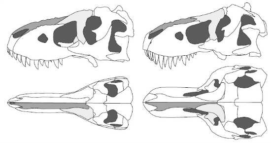 http://blogs.smithsonianmag.com/dinosaur/files/2012/06/tyrannosaur-skulls-large.jpg