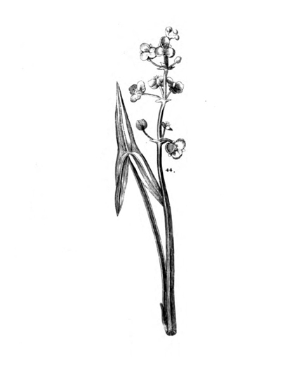 katniss flower