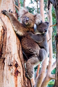 Kangaroo Island koalas (courtesy of Flickr user `◄ccdoh1►)