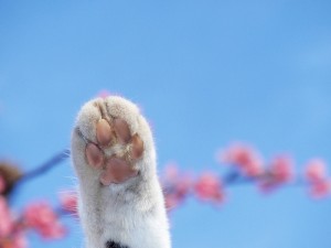 Which paw does your cat favor? (courtesy of flickr user tanakawho)