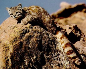 Andean cat (via Wikimedia Commons)