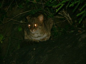 A rusty-spotted cat in the wild (via Wikimedia Commons)