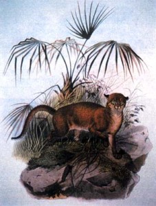 A drawing of a Borneo Bay cat (via Wikimedia Commons)