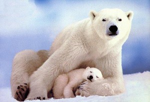 Climate change and polar bears don't mix well (courtesy of flickr user Just Being Myself)
