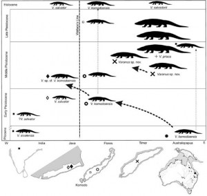 The proposed dispersal of giant varanid lizards from mainland Australia to the Indonesian islands of Timor, Flores and Java during the past 3 million years.