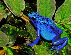Blue poison dart frog (via wikimedia commons)