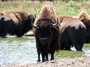 American bison (via wikimedia commons)