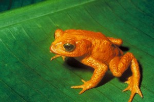 A male golden toad (via wikimedia commons)