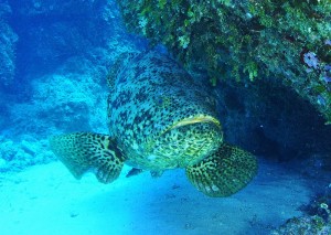 Goliath grouper (via wikimedia commons)