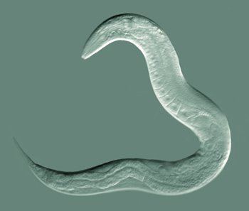 C. elegans (via wikimedia commons)