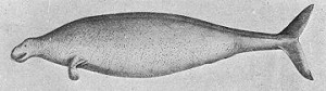 Georg Steller's drawing of the sea cow that bears his name (via wikimedia commons)