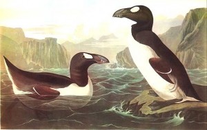Audubon's painting of great auks (via wikimedia commons)