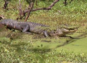 American alligator in a Louisiana swamp (courtesy of flickr user Arthur Chapman)