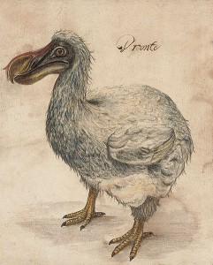 A 17th-century Dutch drawing of a dodo (via wikimedia commons)