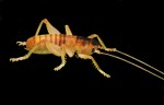 Raspy cricket (Credit: RBG Kew/Michenau and Fournel)