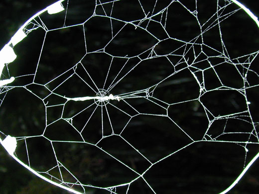 A web spun by a spider with a parasitic larva. The web protects the cocoon of the larva (which can be seen in the center of the web) as it matures into a wasp. (Courtesy of William Eberhard)