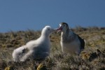 An Amsterdam albatross feeds a chick (via wikimedia commons)