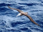 A tristan albatross (via wikimedia commons)