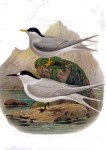 1888 illustration of black-fronted terns (via wikimedia commons)