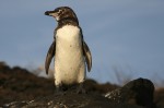 A Galapagos penguin (courtesy of flickr user stirwise)