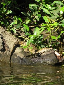 A juvenile crocodile lazes in the sun on the shore of the Daintree River in Australia (photo by Sarah Zielinski)