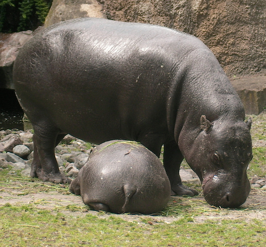 Hippo Sex 34
